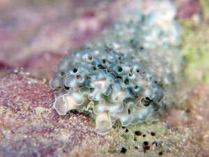 sea slug curly ... apnea shoot by Durand Gerald 
